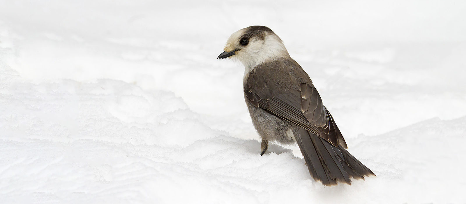 Gray Jay by Bryan Pfeiffer