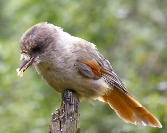 Siberian Jay in Norway, shot with a Panasonic Lumic DMC-LX5 from about 20 feet away.
