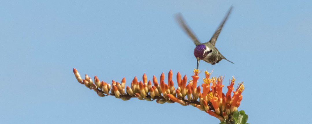 Costa's Hummingbird / California