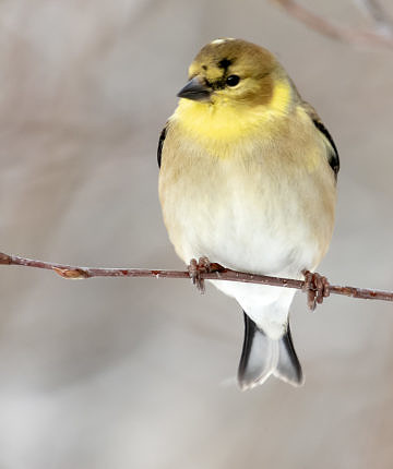 American Goldfinch starting to go gold