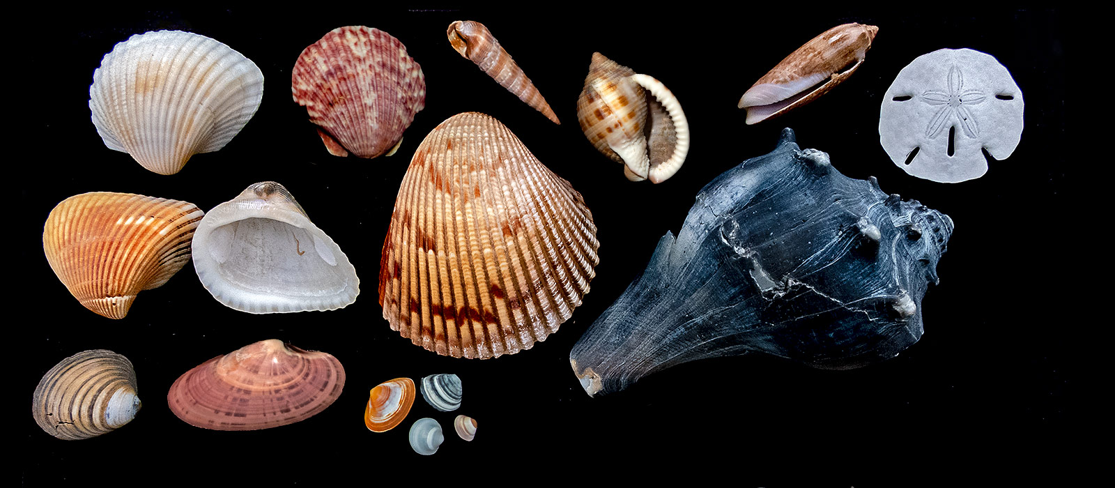 Unveiling Seashells: Exploring Types & Unique Characteristics
