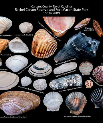 A panoply of molluscs, mostly bivalves