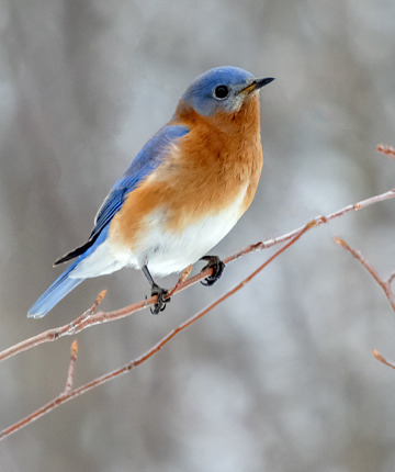 Eastern Bluebird / Montpelier, Vermont