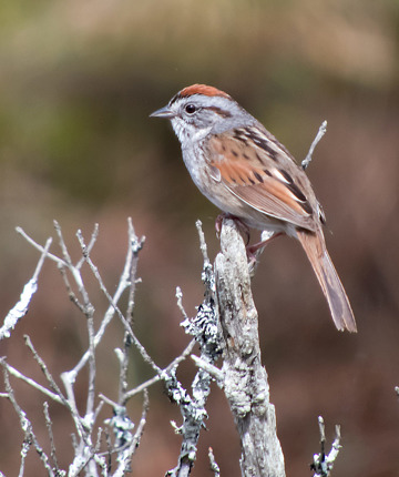Swamp Sparrow / Berlin, Vermont