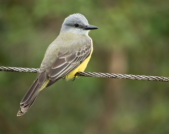 Tropical Kingbird / Costa Rica