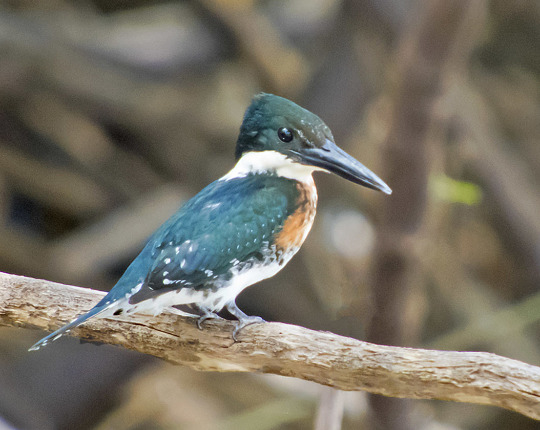 Green Kingfisher / Northern Costa rica