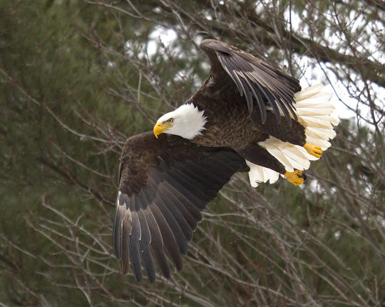 Bald Eagle / Moretown, Vermont