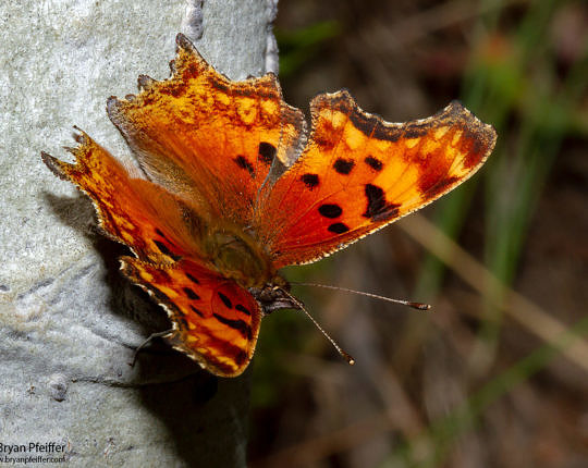 A Hoary Comma (Polygonia gracilis) in Colorado on July 3, 2011.