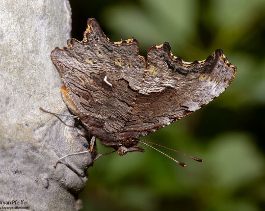 The same Hoary Comma (Polygonia gracilis) in cryptic mode, showing its white 