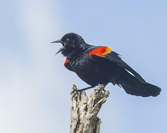 Red-winged Blackbird / Berlin, Vermont