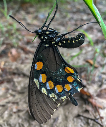 Pipevine Swallowtail (Battus philenor) in Louisiana