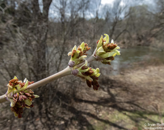 Box Elder, a maple species, just starting to flower on 28 Apr 2019