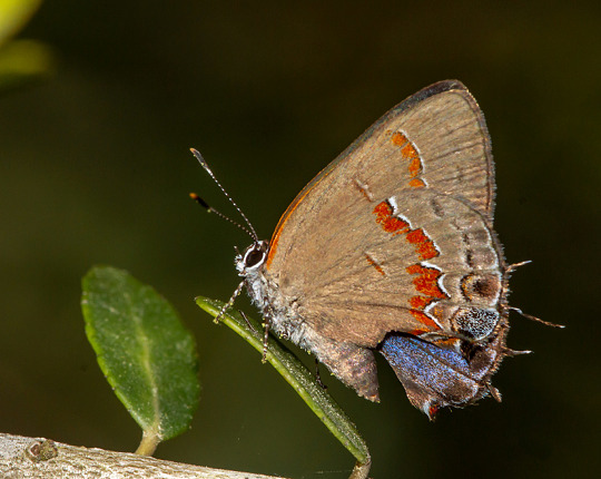 The same Red-banded Hairstreak rubbing its hindwings together and flashing some blue from the upperside.