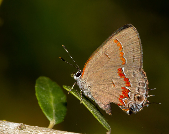 Red-banded Hairstreak (Calycopis cecrops) — also about the size of your thumbnail