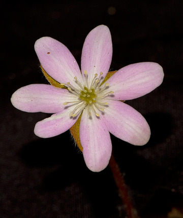 One of Vermont's two Hepatica species, which are tough to ID without the leaves