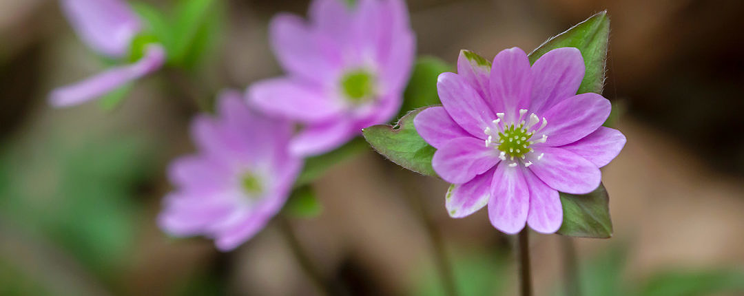 Hepatica flowers vary in color, owing to genetics and soil chemistry