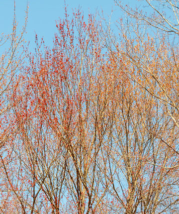 Those maples zoomed in a bit