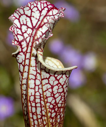 Crimson Pitcher Plant (Sarracenia leucophylla) from the Florida panhandle
