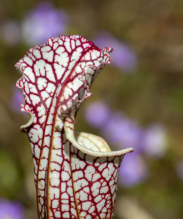Crimson Pitcherplant (Sarracenia leucophylla) with purple butterworts (Pinguicula) in the background along a stream in Florida