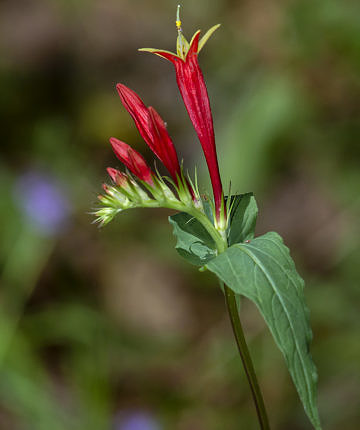 Another angle on that Spigelia (a plant I love ... a lot)