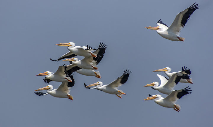 American White Pelicans at Bolivar Flats