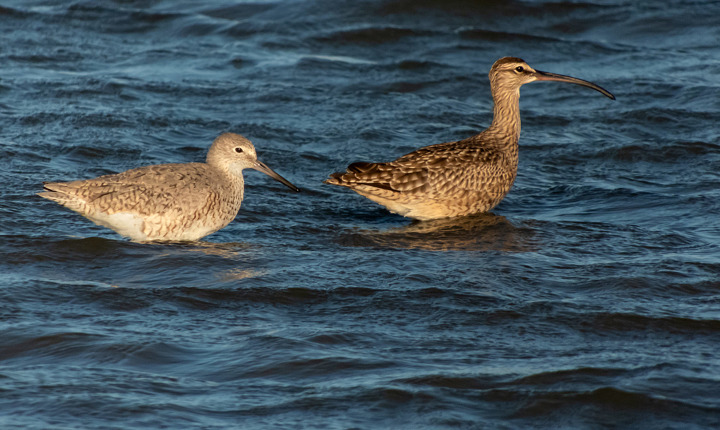 A Willet and a Whimbrel from the famed Bolivar Flats in Texas