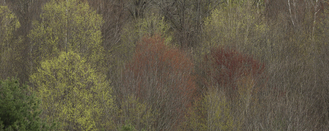 Sugar maples flowering yellow and Red Maple males (light red) and females (dark red) 