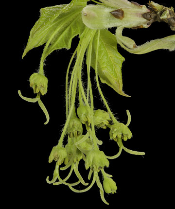 The extended female flowers of Sugar Maple
