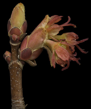 Rich, red stigmas protrude from female flowers