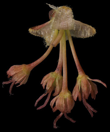 As they mature, the female flowers extend and dangle
