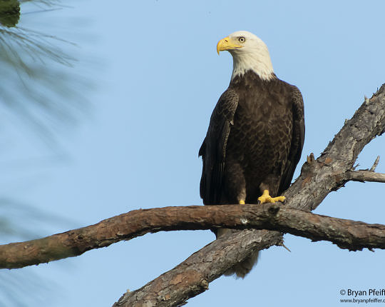 Bald Eagle | Florida | 18 Apr 2019