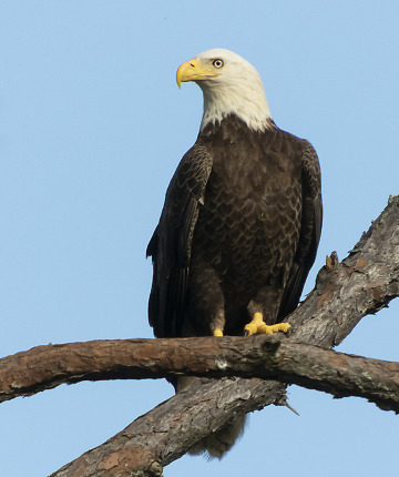 Bald Eagle | Pensacola, FL
