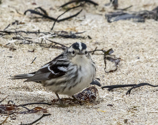 Black-and-White Warbler / © Josh Lincoln