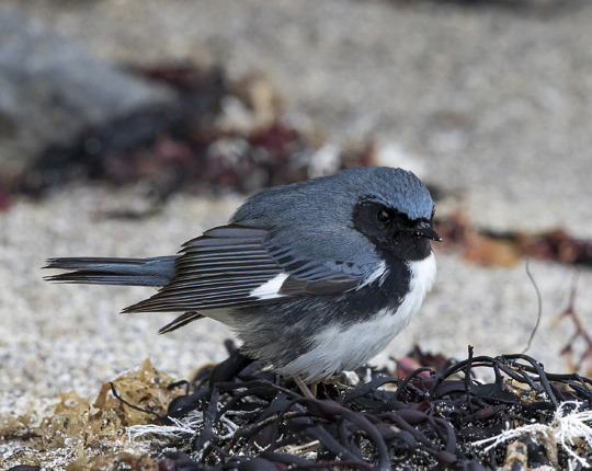 Black-throated Blue Warbler (male) / © Josh Lincoln