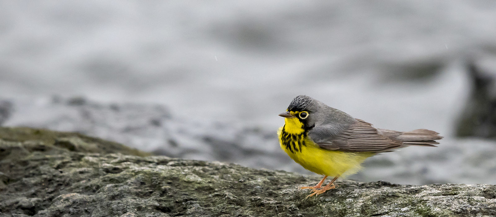 Canada Warbler on Monhegan Island, Maine