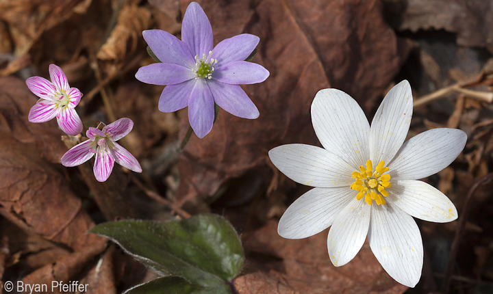 Carolina Spring Beauty along with Sharp-lobed Hepatica and Bloodroot, which are almost done flowering for the season.