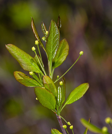 Mountain Holly (Ilex mucronata)