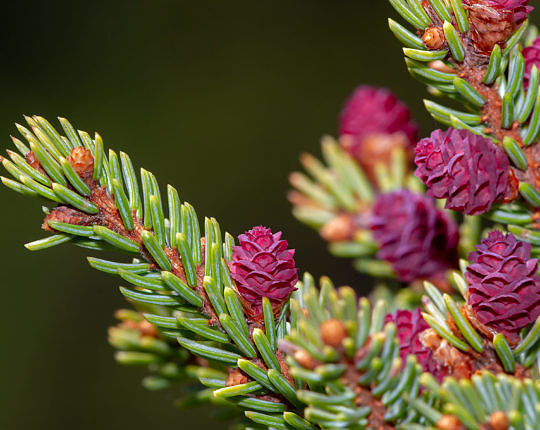 Black Spruce (Picea mariana) with fresh cones