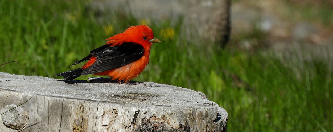 Warblers weren't the only grounded birds — this is a Scarlet Tanager. They were everywhere. / © Bryan Pfeiffer