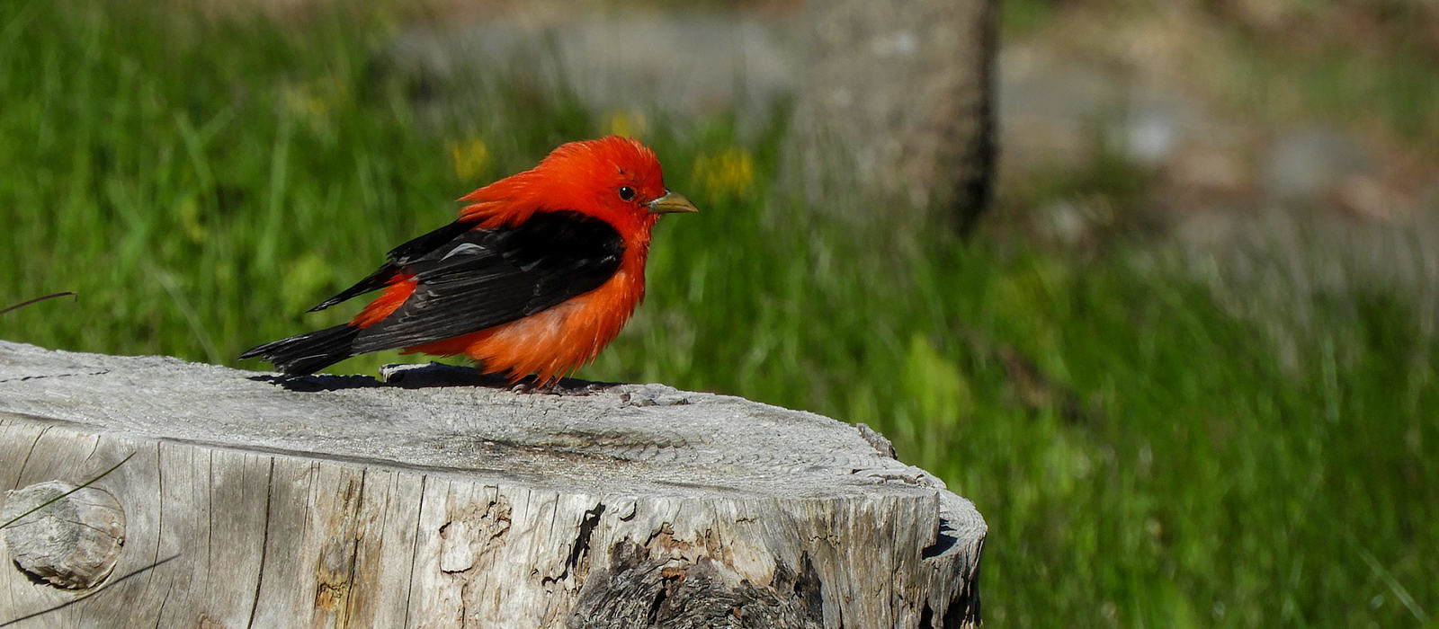Scarlet Tanager on Monhegan Island by Bryan Pfeiffer