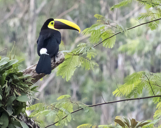 The very same toucan at full zoom with a bit of standard photo editing