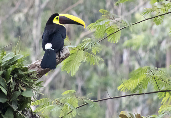 Yellow-throated Toucan by Bryan Pfeiffer