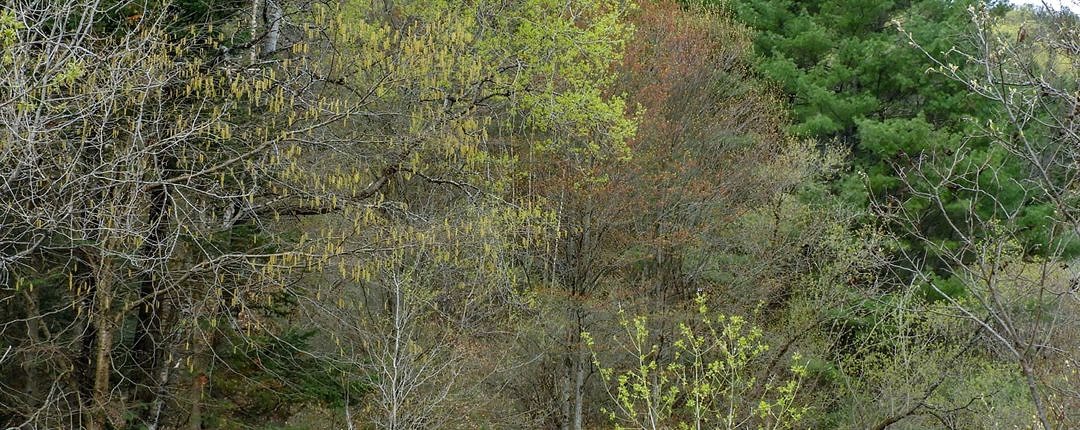 From left to right: dangling catkins on Yellow Birch, fresh yellow-green leaves on Quaking Aspen, maturing fruits on Red Maple, and below the maple some fresh leaves and flowers on Box Elder. (Click for a bigger view.)