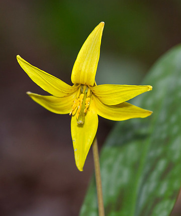 Trout Lily still flowering