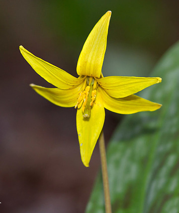 Trout Lily is now in flower.