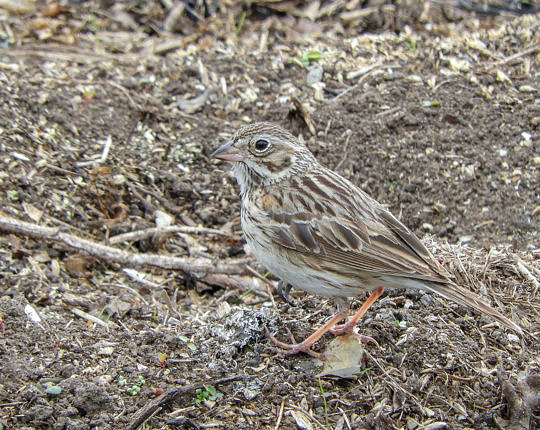 Vesper Sparrow / © Bryan Pfeiffer