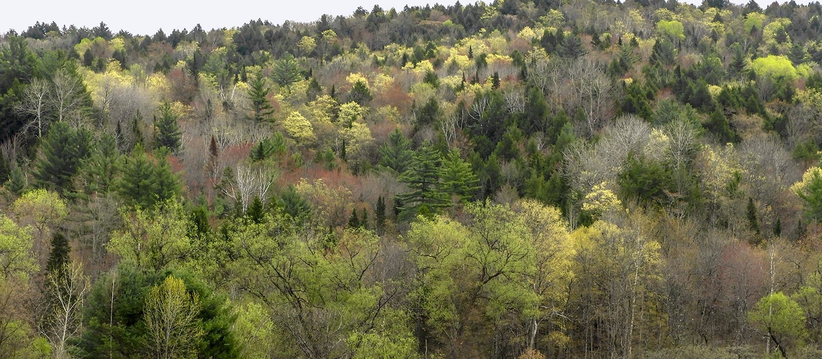 Mixed woods in Montpelier, Vermont 