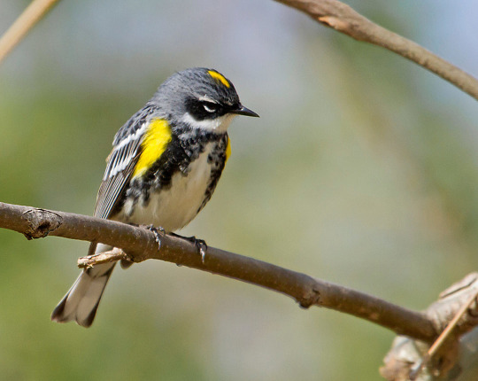 Yellow-rumped Warblers are abundant now.