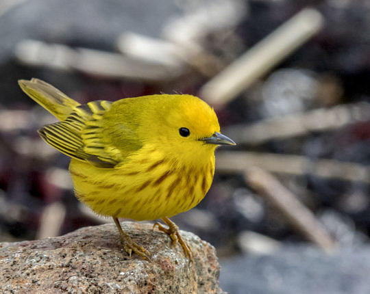 Yellow Warbler / © Josh Lincoln