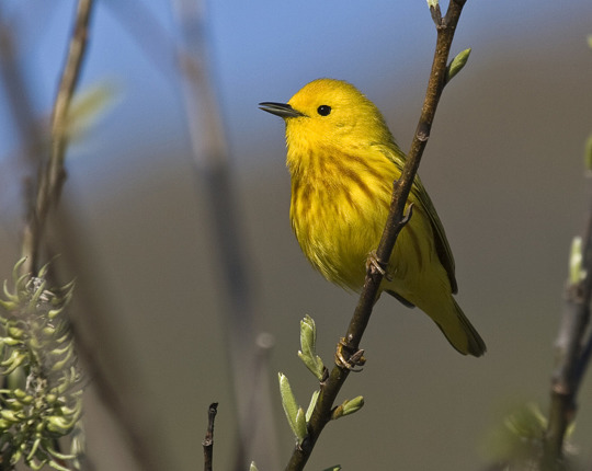 Yellow Warblers are arriving bigtime to their scrubby wetlands.